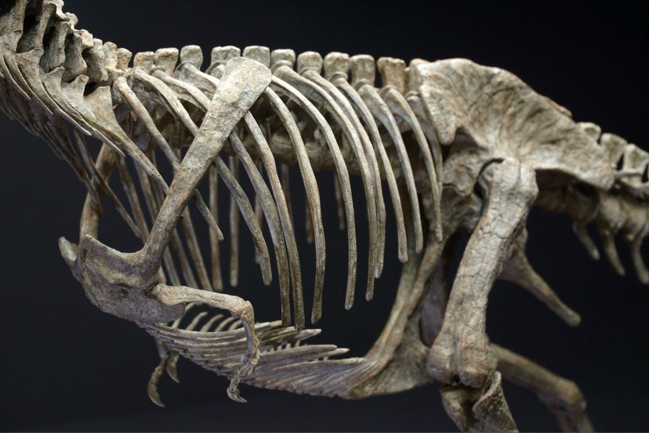  Bộ xương mô hình khủng long bạo chúa Tyranosaurus rex tỷ lệ 1:18. 