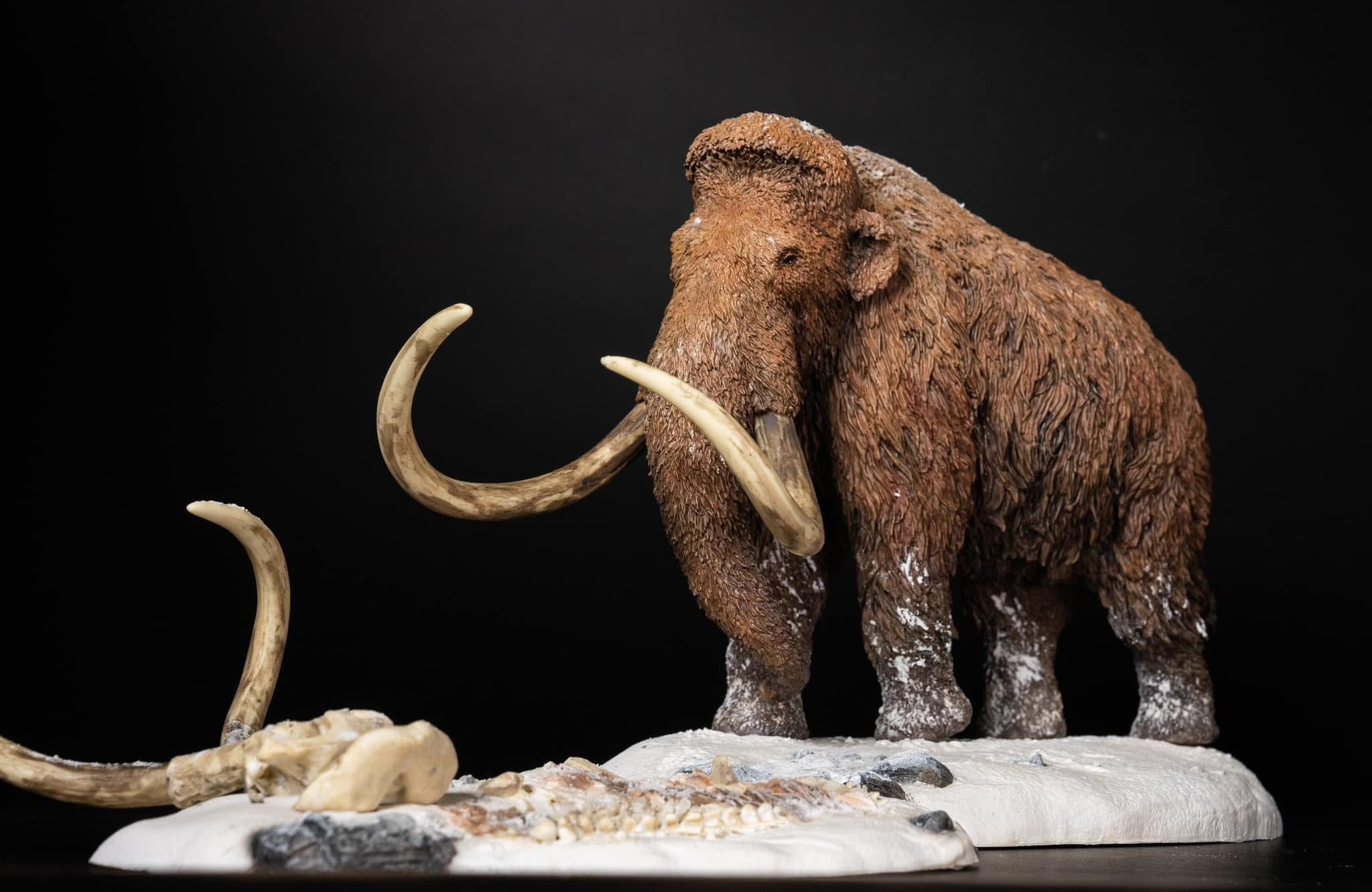  Mô hình Voi ma mút  kỷ băng Hà Mammuthus declay studio. 