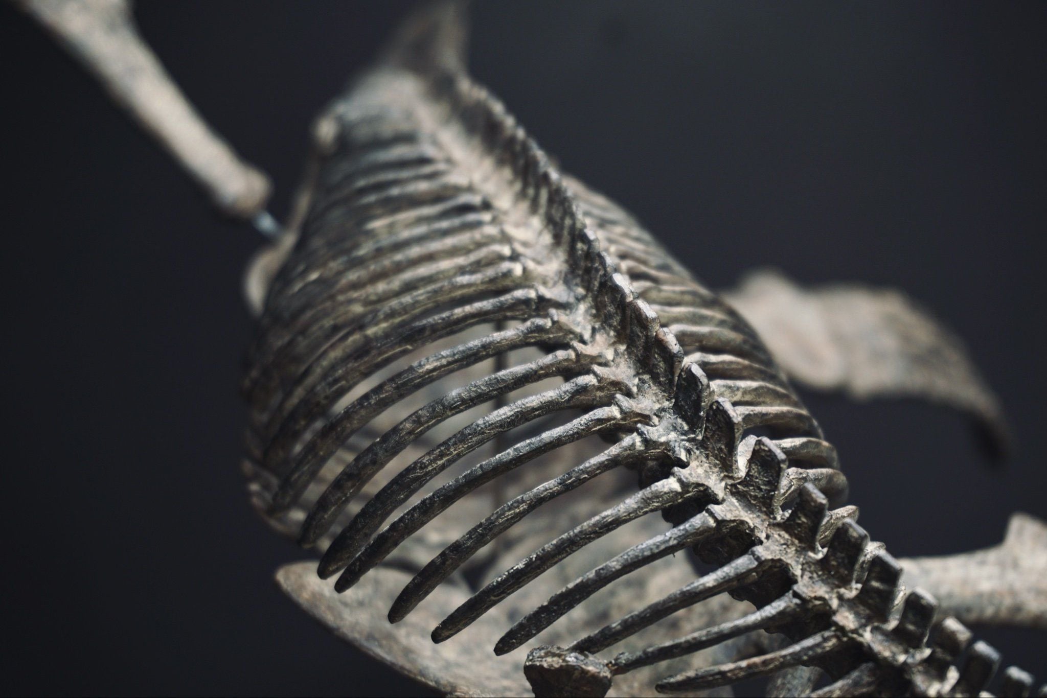  Mô hình xương Predator X By Yan tỷ lệ 1/18 | 𝐕𝐈𝐃𝐈𝐍𝐎.𝐕𝐍. 