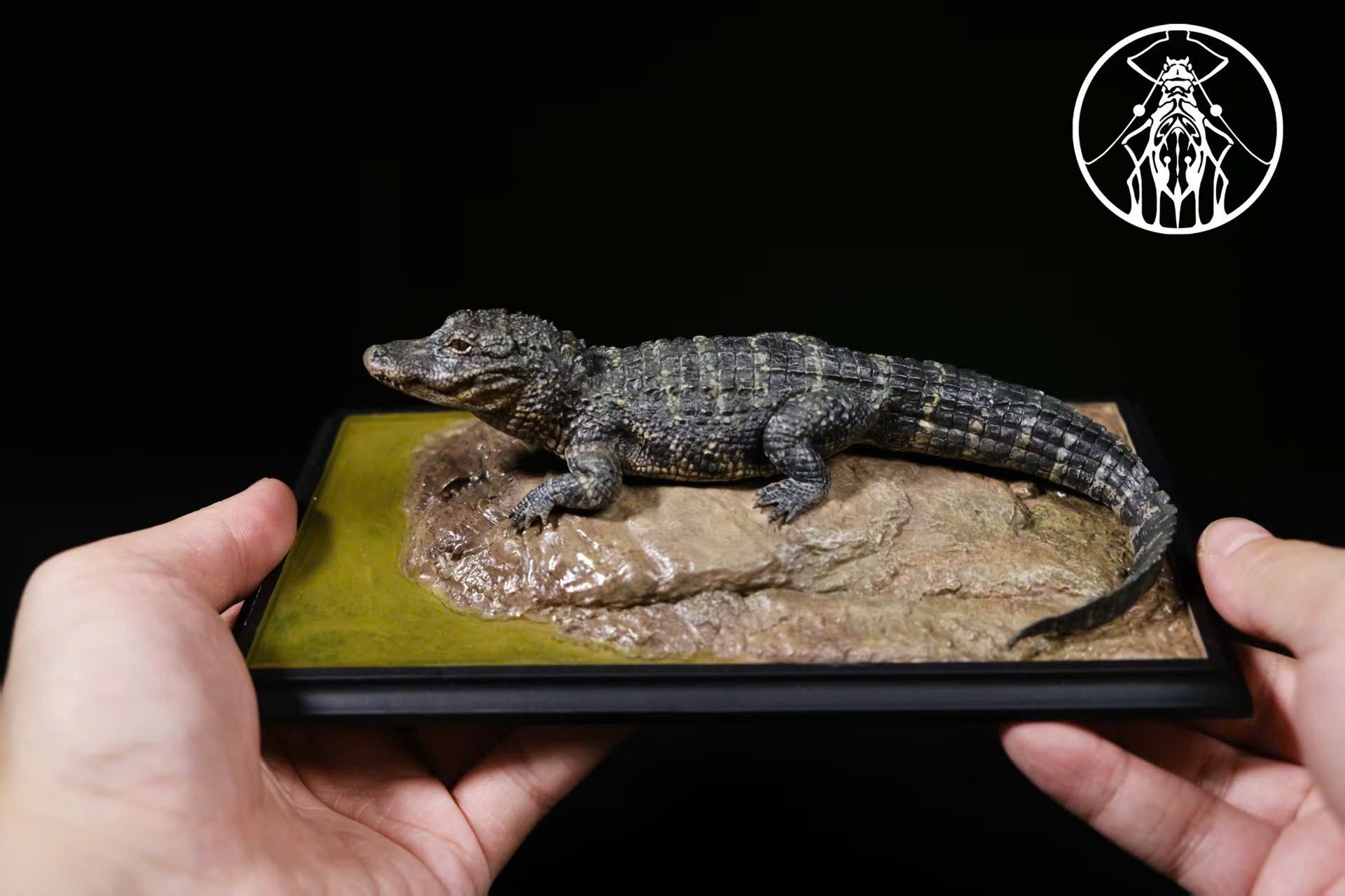  Mô hình tĩnh Cá sấu Caiman Aphid Studio | 𝐕𝐈𝐃𝐈𝐍𝐎.𝐕𝐍. 