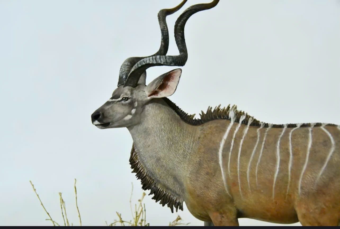  Mô hình Linh dương KuDu  All the beasts in the world  studio  | 𝐕𝐈𝐃𝐈𝐍𝐎.𝐕𝐍 