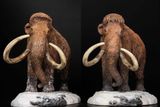  Mô hình Voi ma mút  kỷ băng Hà Mammuthus declay studio. 