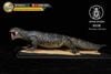  Mô hình kỳ đà hoa Varanus Salvator hãng APHID studio | . 