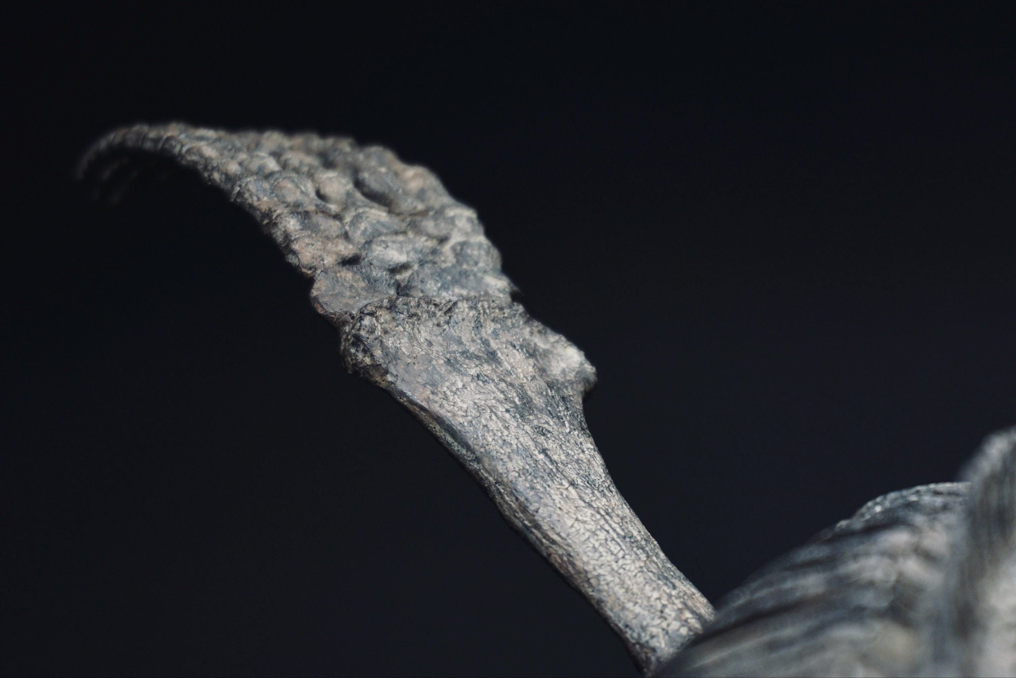  Mô hình xương Predator X By Yan tỷ lệ 1/18 | 𝐕𝐈𝐃𝐈𝐍𝐎.𝐕𝐍. 