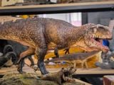  Mô hình khủng long răng cá mập Giganotosaurus Carolinii Scene Model Resin Statue By David Krentz | .. 