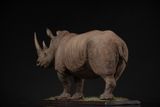  Mô hình động vật Tê giác trắng tỷ lệ 1/10 & 1/15 Declay studio. 