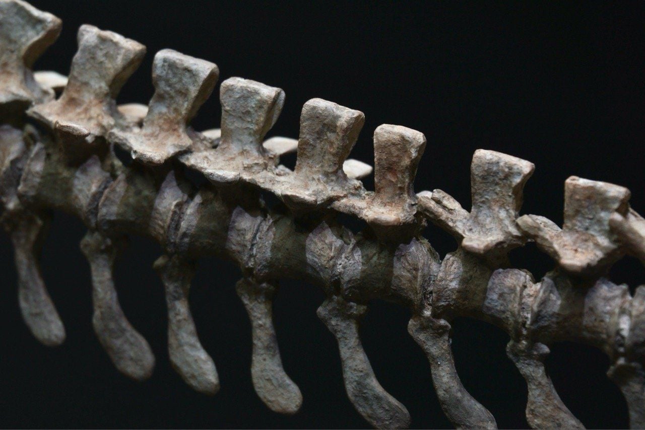  Bộ xương mô hình khủng long bạo chúa Tyranosaurus rex tỷ lệ 1:18. 