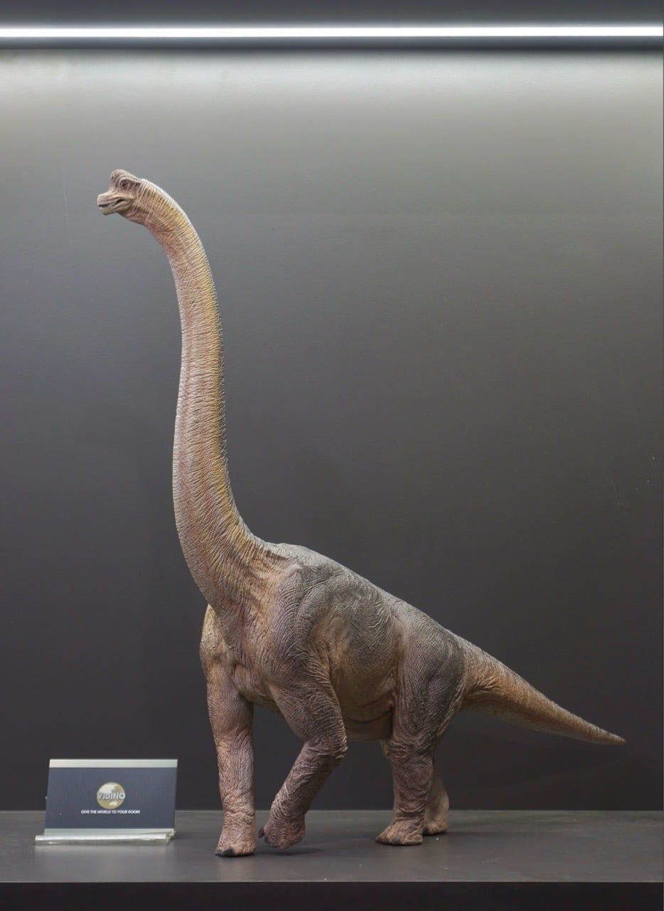  Mô hình Khủng long Brachiosaurus Wdragon studio 1:35. 