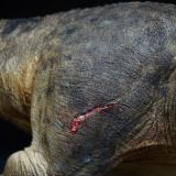  Mô hình Trex ReGina Mundi 2.0 tỷ lệ 1/35 | 𝐕𝐈𝐃𝐈𝐍𝐎.𝐕𝐍. 