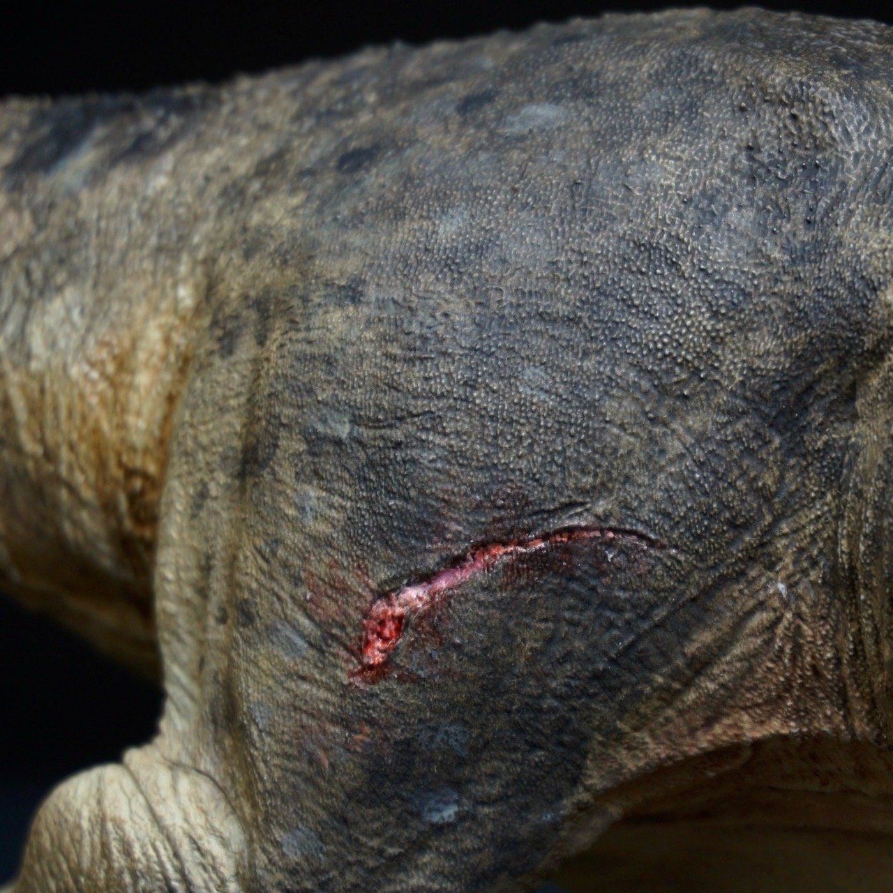  Mô hình Trex ReGina Mundi 2.0 tỷ lệ 1/35 | 𝐕𝐈𝐃𝐈𝐍𝐎.𝐕𝐍. 