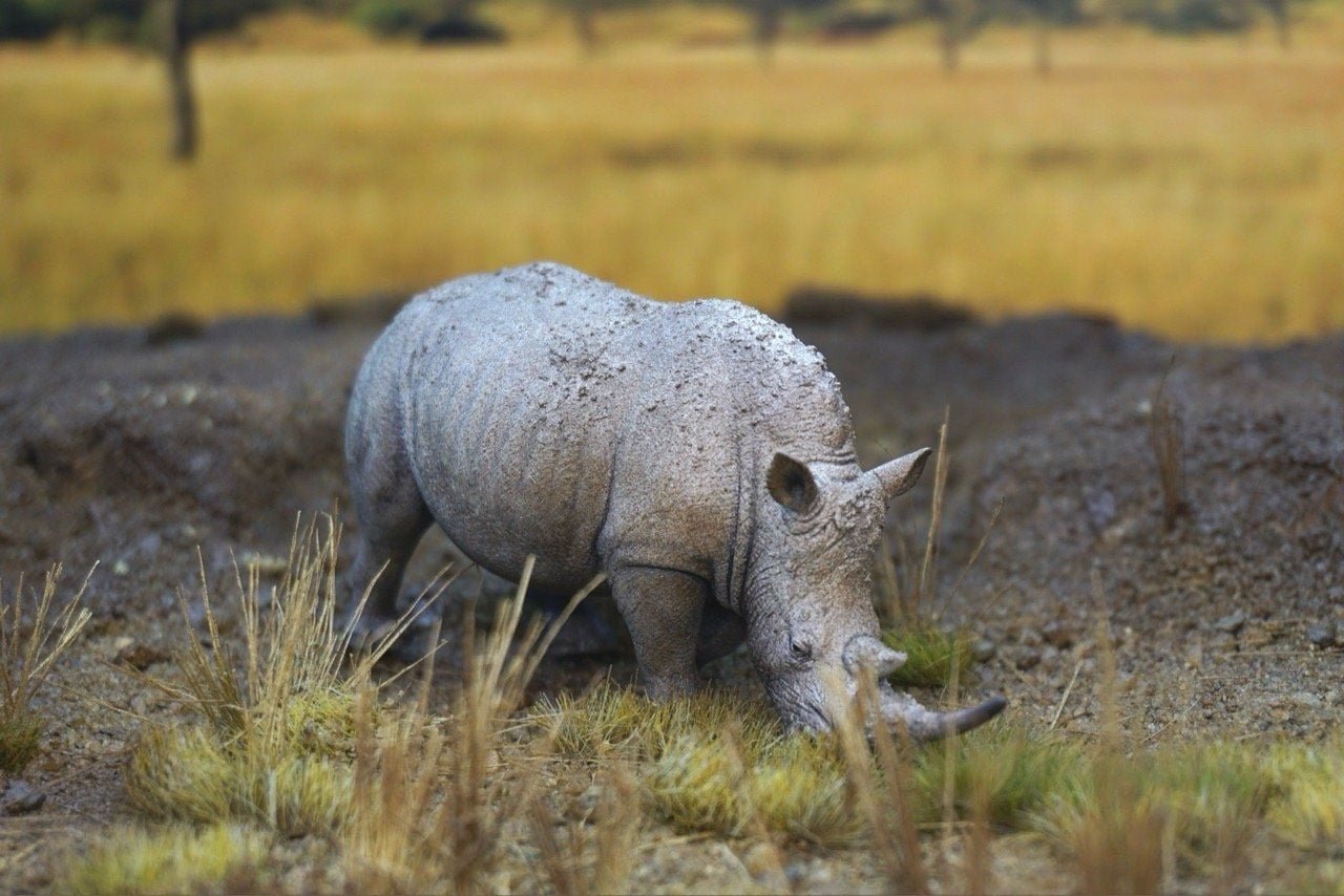  Mô hình động vật tê giác trắng hunting studio tỷ lệ 1/35. 