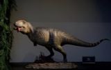  Mô hình khủng long giganotosaurus tỷ lệ 1/18 chính hãng AOKHAN studio. 