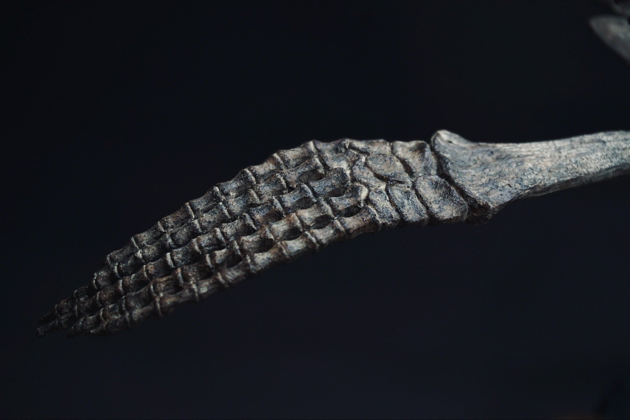  Mô hình xương Predator X By Yan tỷ lệ 1/18 | 𝐕𝐈𝐃𝐈𝐍𝐎.𝐕𝐍. 