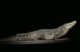  Mô hình cá sấu Utan 1964 the Crocs Man studio | .. 