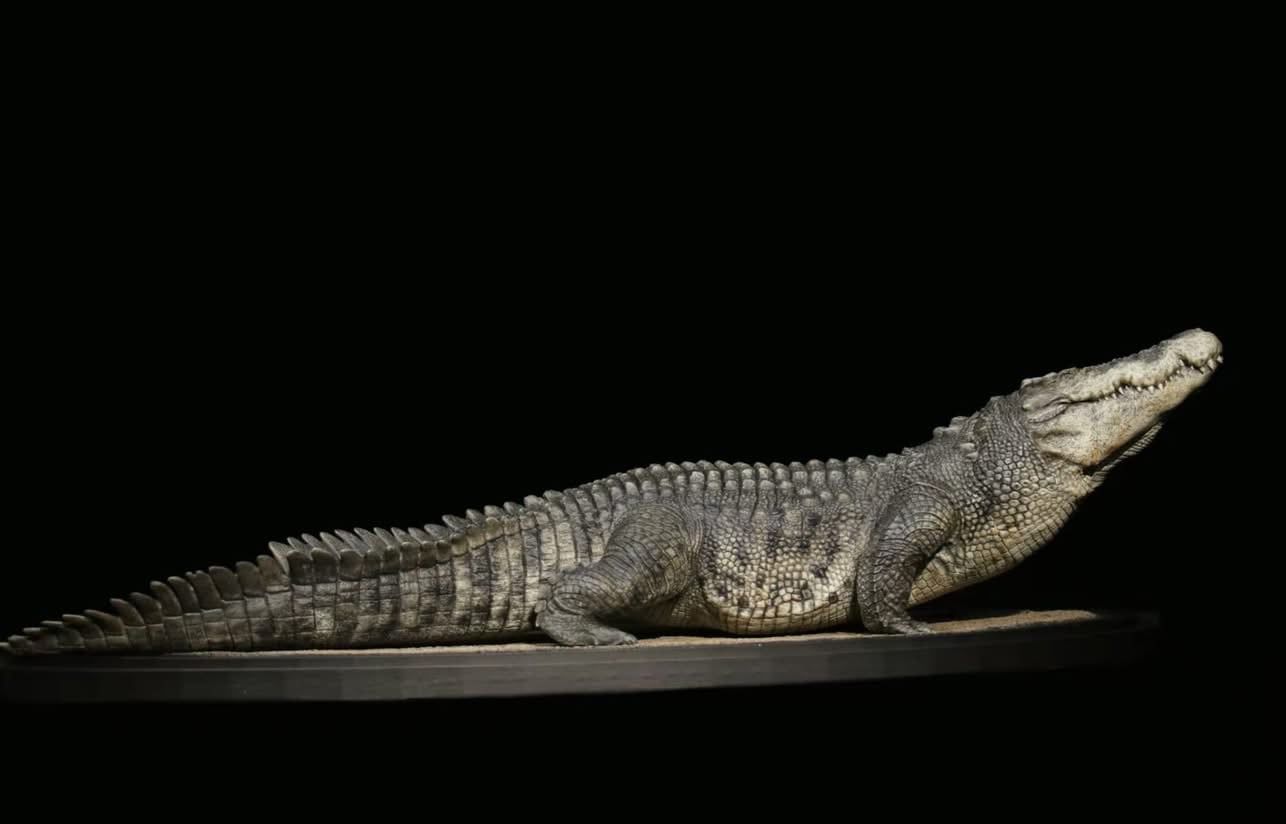  Mô hình cá sấu Utan 1964 the Crocs Man studio | .. 