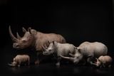  Mô hình động vật Tê giác trắng tỷ lệ 1/10 & 1/15 Declay studio. 