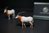  Mô hình linh dương trắng sừng mác scimitar oryx Tallrhino studio tỷ lệ 1/35. 