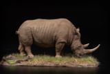  Mô hình động vật Tê giác trắng tỷ lệ 1/35 Declay studio. 