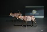  Mô hình động vật linh dương waterBuck tỷ lệ 1/35. 