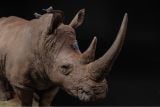  Mô hình động vật Tê giác trắng tỷ lệ 1/10 & 1/15 Declay studio. 