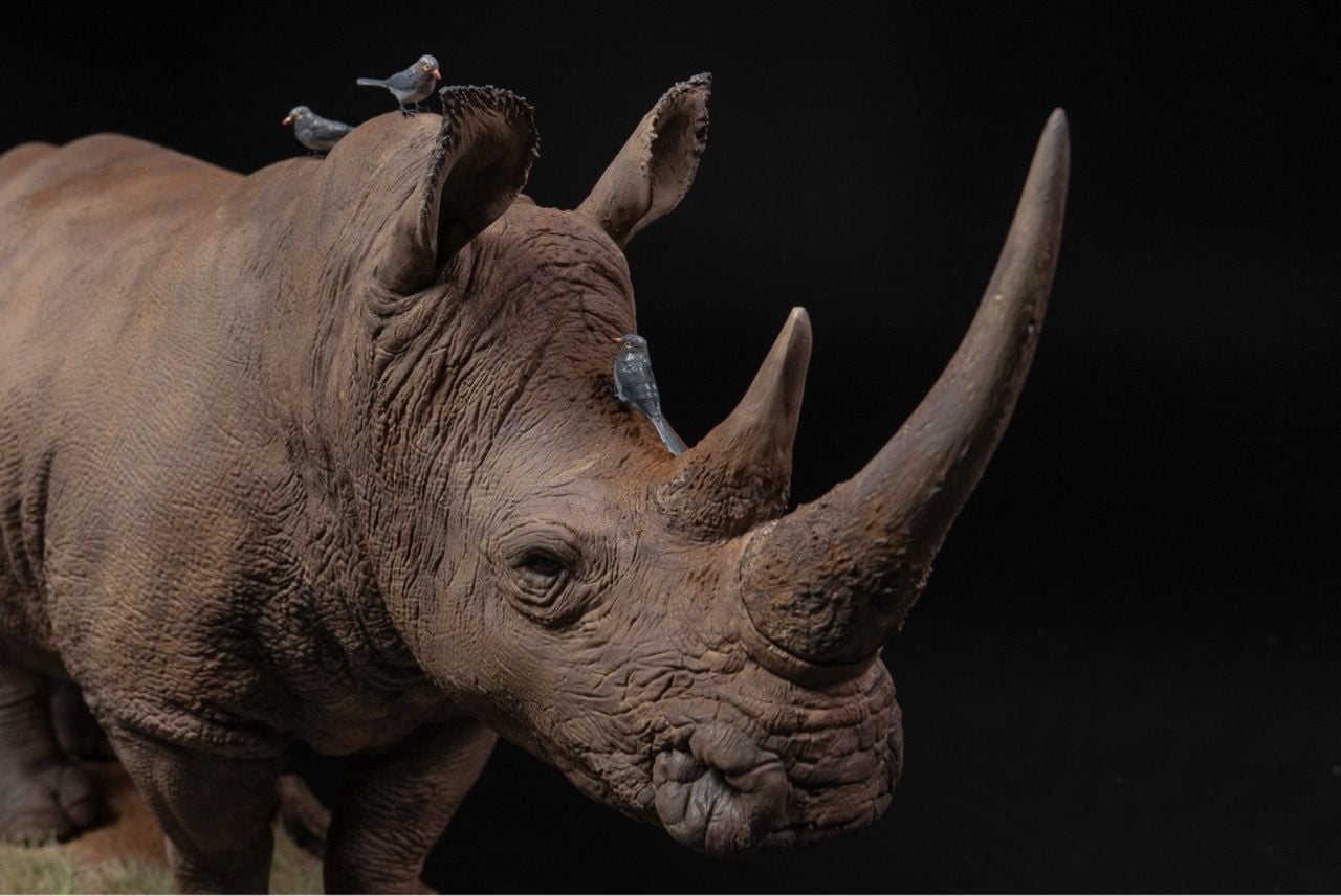  Mô hình động vật Tê giác trắng tỷ lệ 1/10 & 1/15 Declay studio. 