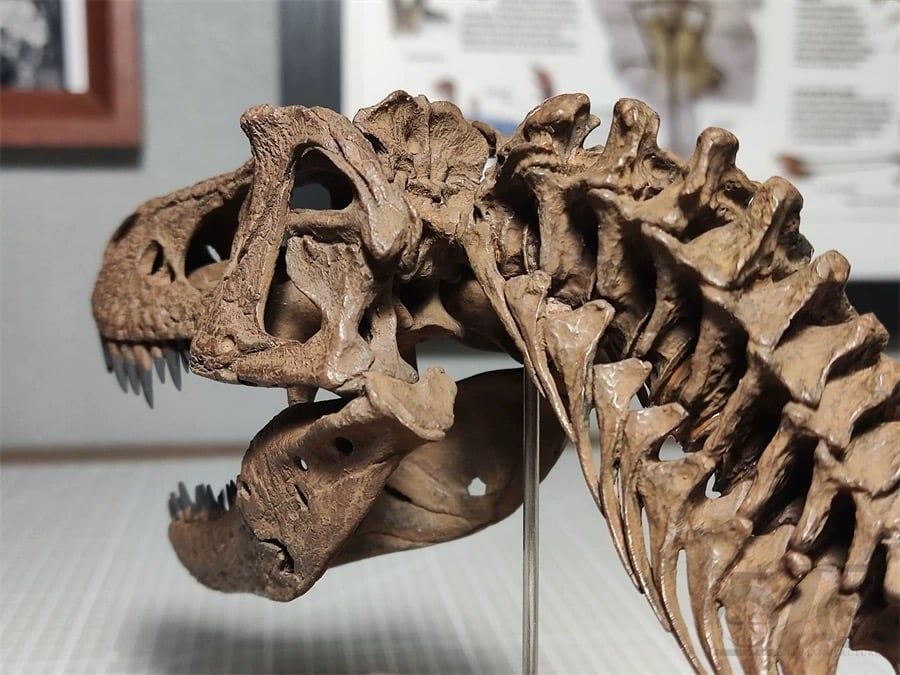  Mô hình xương Đầu trex tỷ lệ 1/18 của Mr yan. 