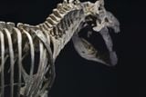  Bộ xương mô hình khủng long bạo chúa Tyranosaurus rex tỷ lệ 1:18. 