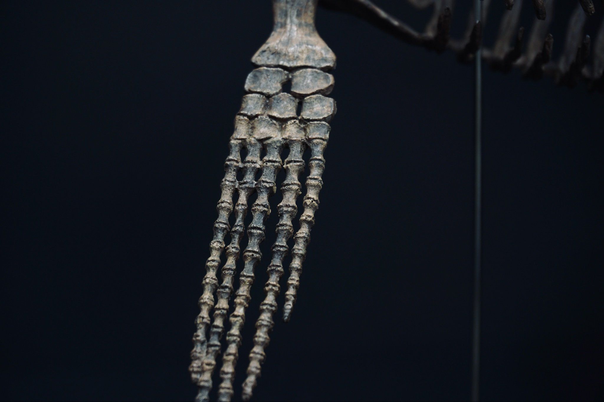  Mô hình xương khủng long Elasmosaurus by yan sculpt 1/18 | 𝐕𝐈𝐃𝐈𝐍𝐎.𝐕𝐍. 