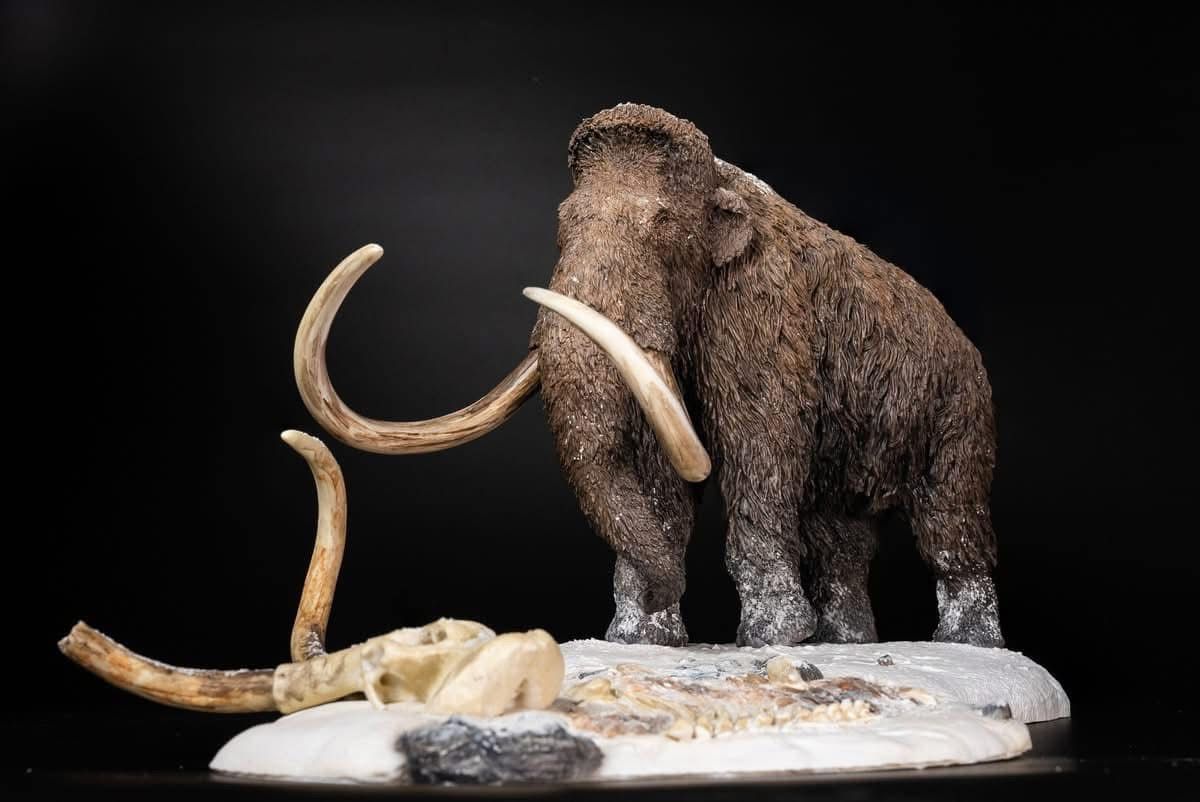  Mô hình Voi ma mút  kỷ băng Hà Mammuthus declay studio. 