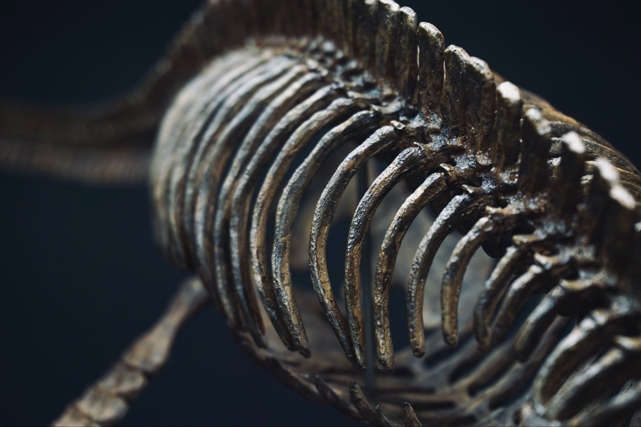  Mô hình xương khủng long Elasmosaurus by yan sculpt 1/18 | 𝐕𝐈𝐃𝐈𝐍𝐎.𝐕𝐍. 