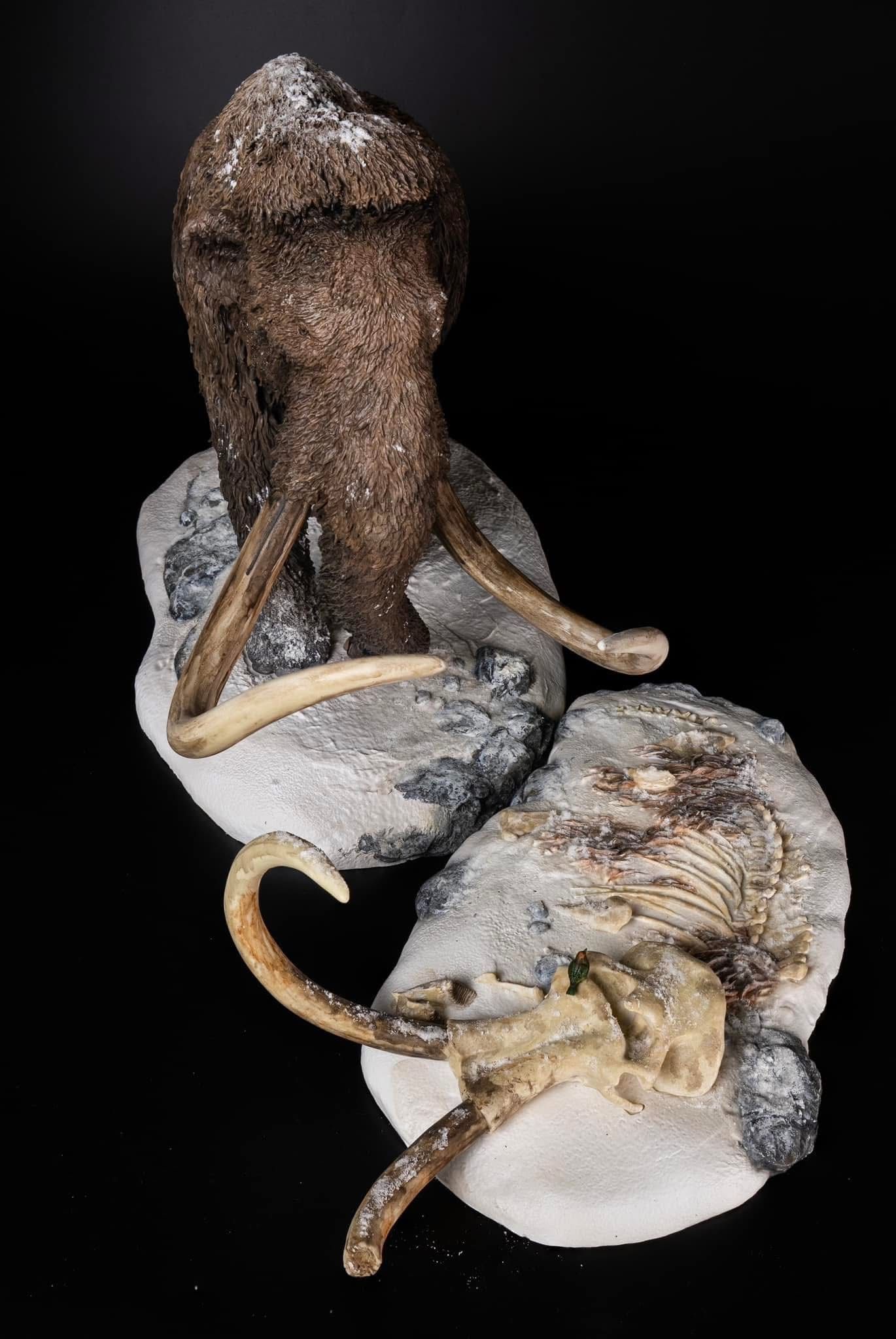  Mô hình Voi ma mút  kỷ băng Hà Mammuthus declay studio. 