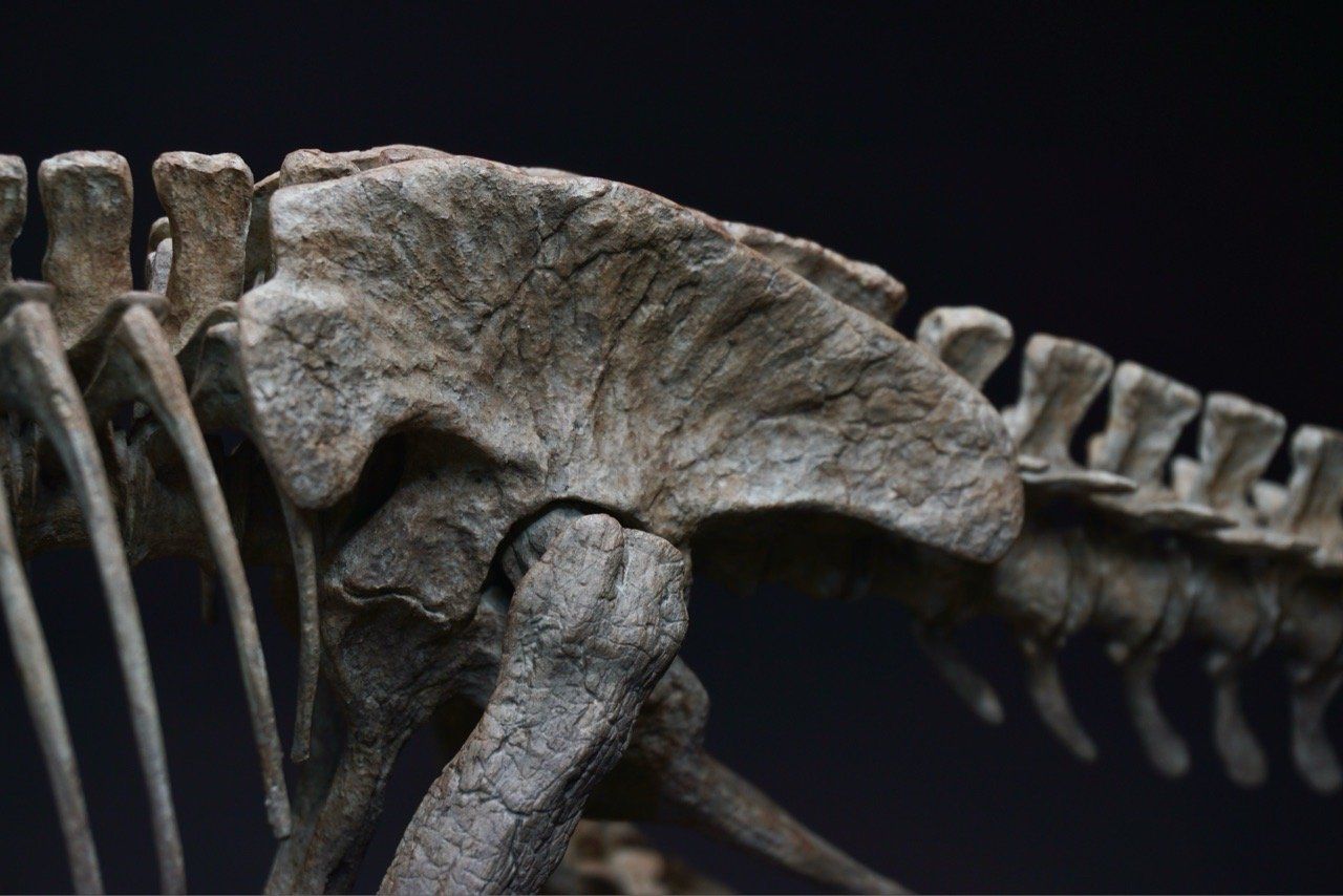  Bộ xương mô hình khủng long bạo chúa Tyranosaurus rex tỷ lệ 1:18. 