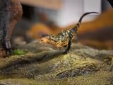  Mô hình khủng long răng cá mập Giganotosaurus Carolinii Scene Model Resin Statue By David Krentz | .. 
