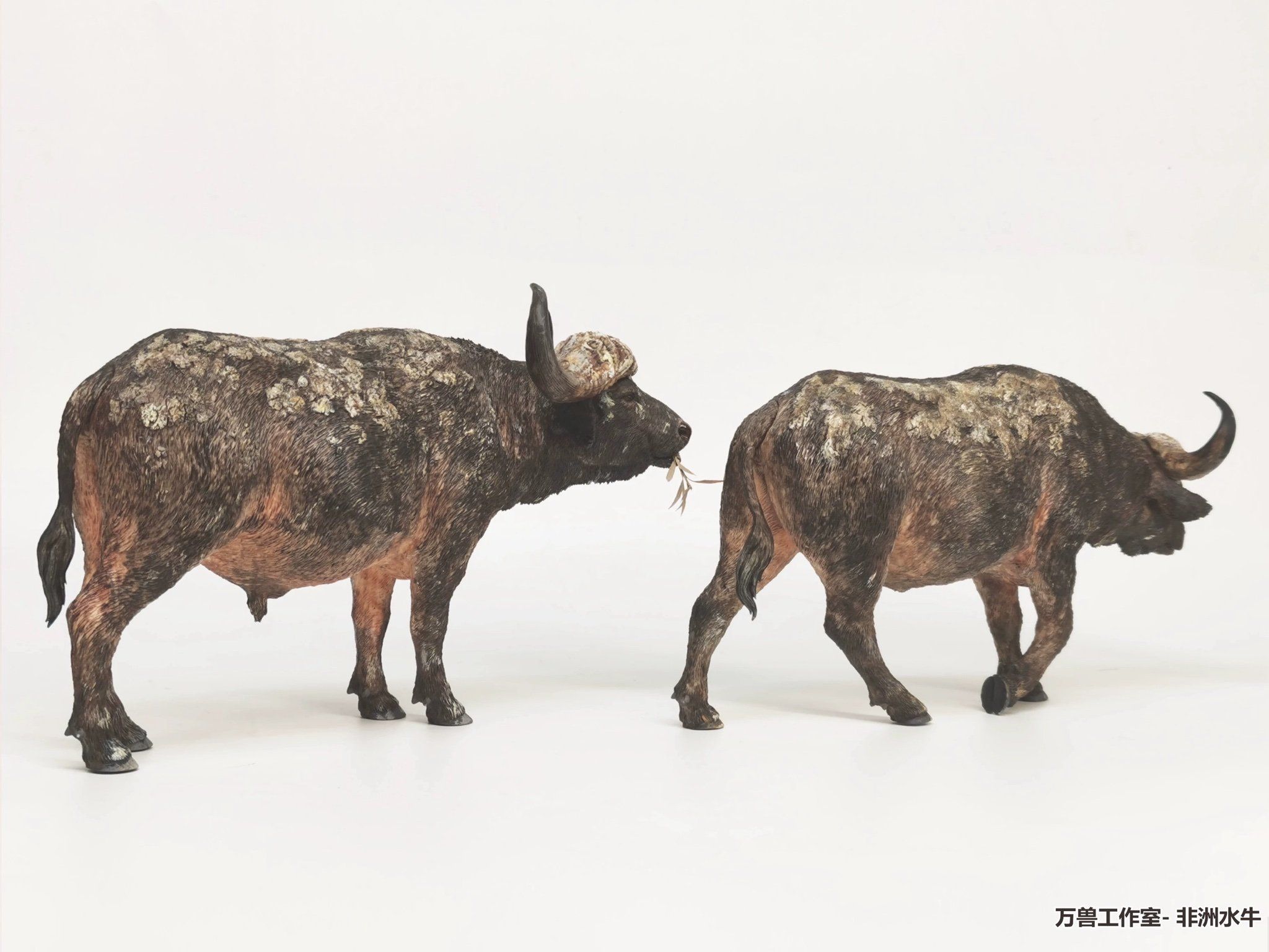  Mô hình Trâu rừng châu phi cape buffalo - Wanshou studio. 