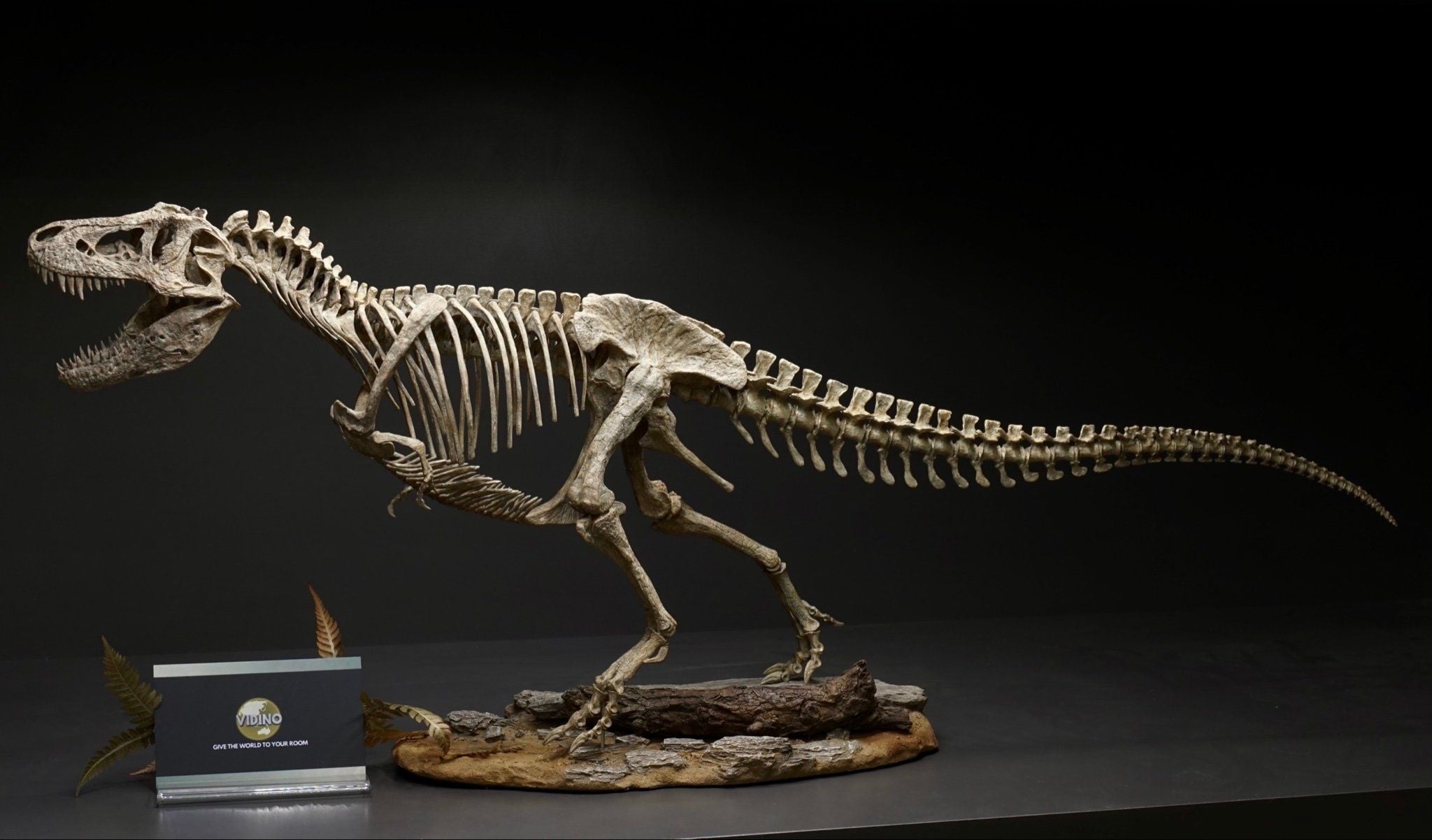  Bộ xương mô hình khủng long bạo chúa Tyranosaurus rex tỷ lệ 1:18. 