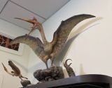  Mô hình loài quetzalcoatlus Musee studio tỷ lệ 1/10. 