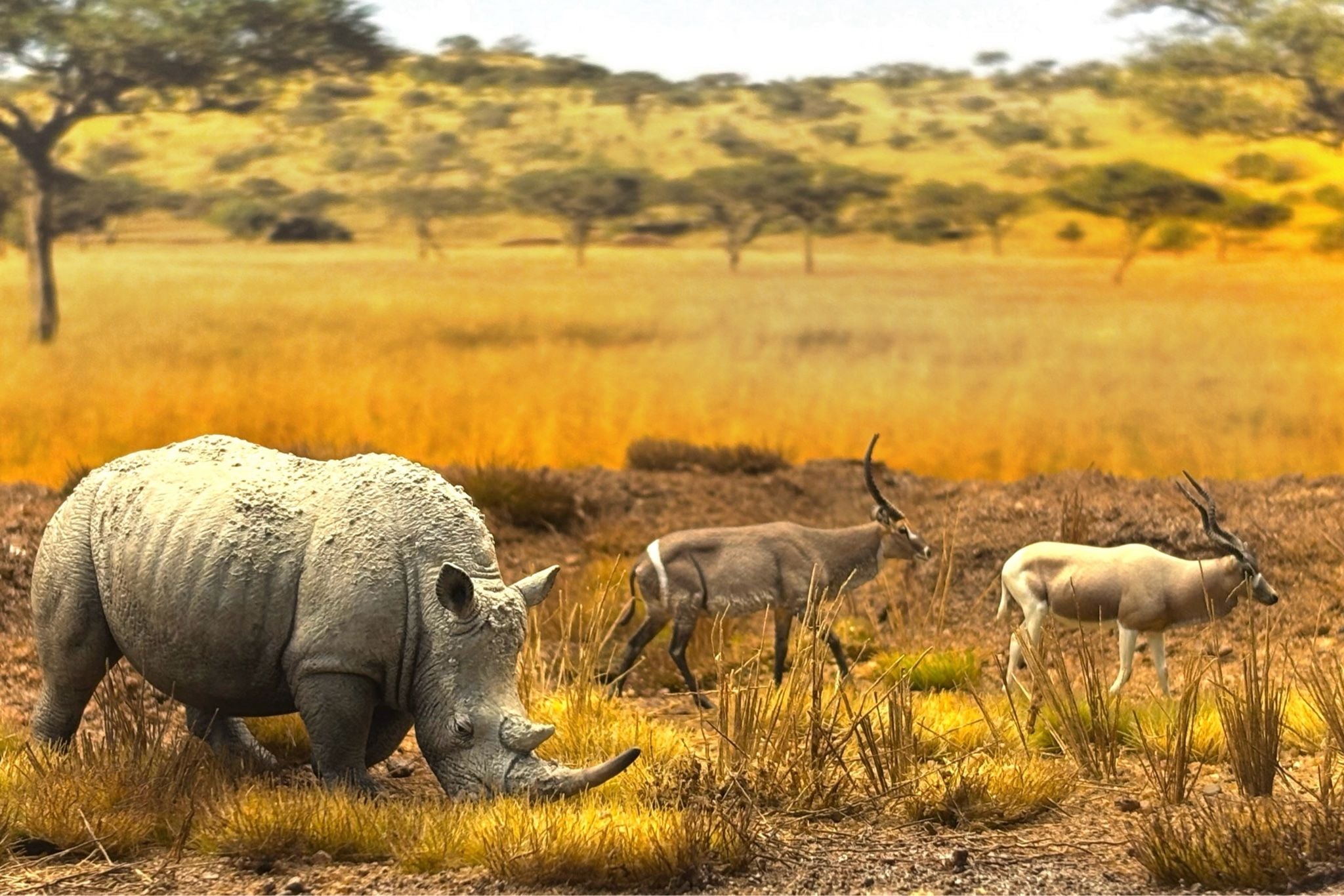  Mô hình động vật tê giác trắng hunting studio tỷ lệ 1/35. 