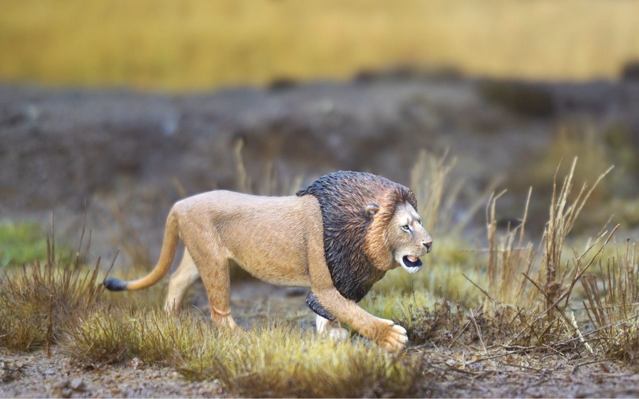  Mô hình động vật sư tử đực châu phi hunting studio tỷ lệ 1/35. 