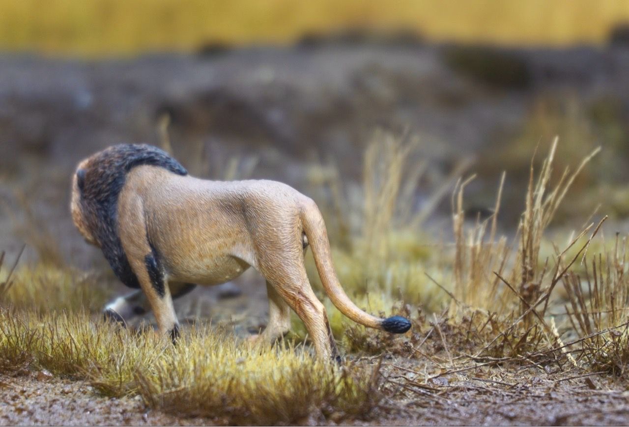  Mô hình động vật sư tử đực châu phi hunting studio tỷ lệ 1/35. 