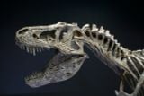  Bộ xương mô hình khủng long bạo chúa Tyranosaurus rex tỷ lệ 1:18. 