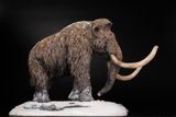  Mô hình Voi ma mút  kỷ băng Hà Mammuthus declay studio. 