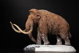  Mô hình Voi ma mút  kỷ băng Hà Mammuthus declay studio. 