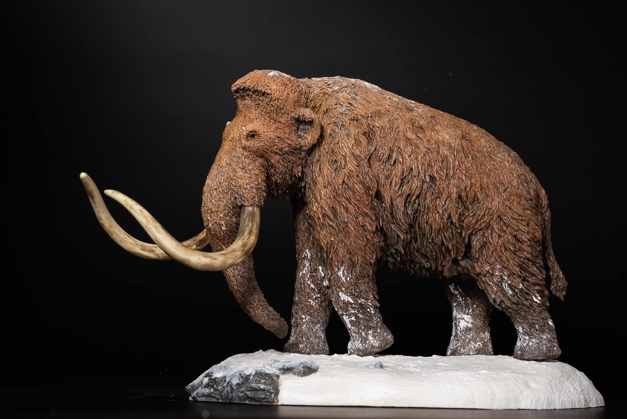  Mô hình Voi ma mút  kỷ băng Hà Mammuthus declay studio. 
