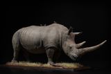  Mô hình động vật Tê giác trắng tỷ lệ 1/10 & 1/15 Declay studio. 