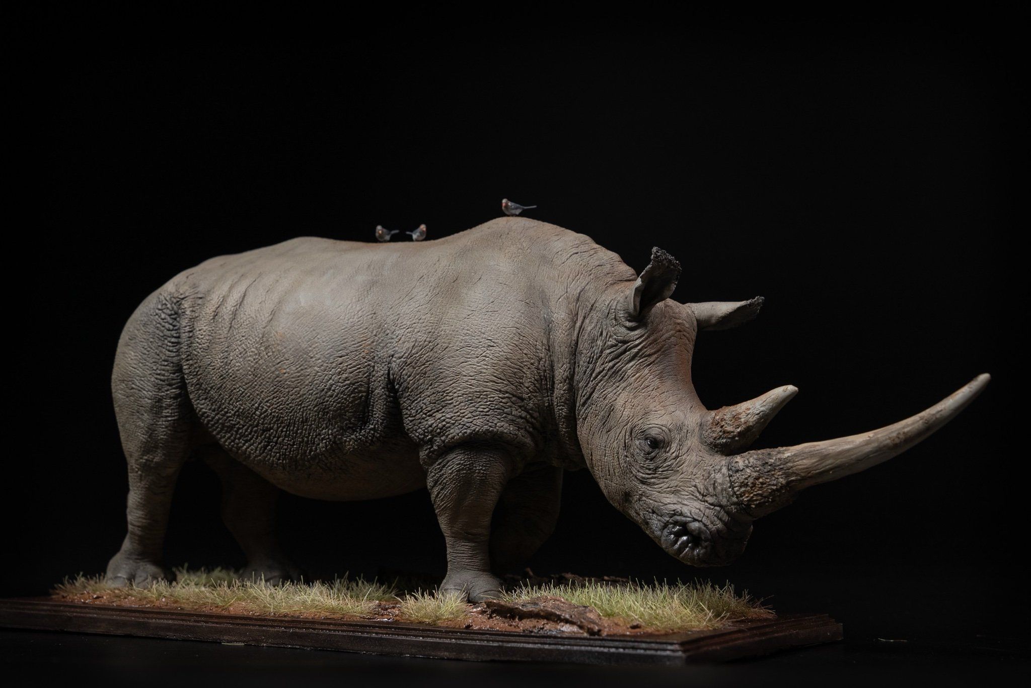  Mô hình động vật Tê giác trắng tỷ lệ 1/10 & 1/15 Declay studio. 