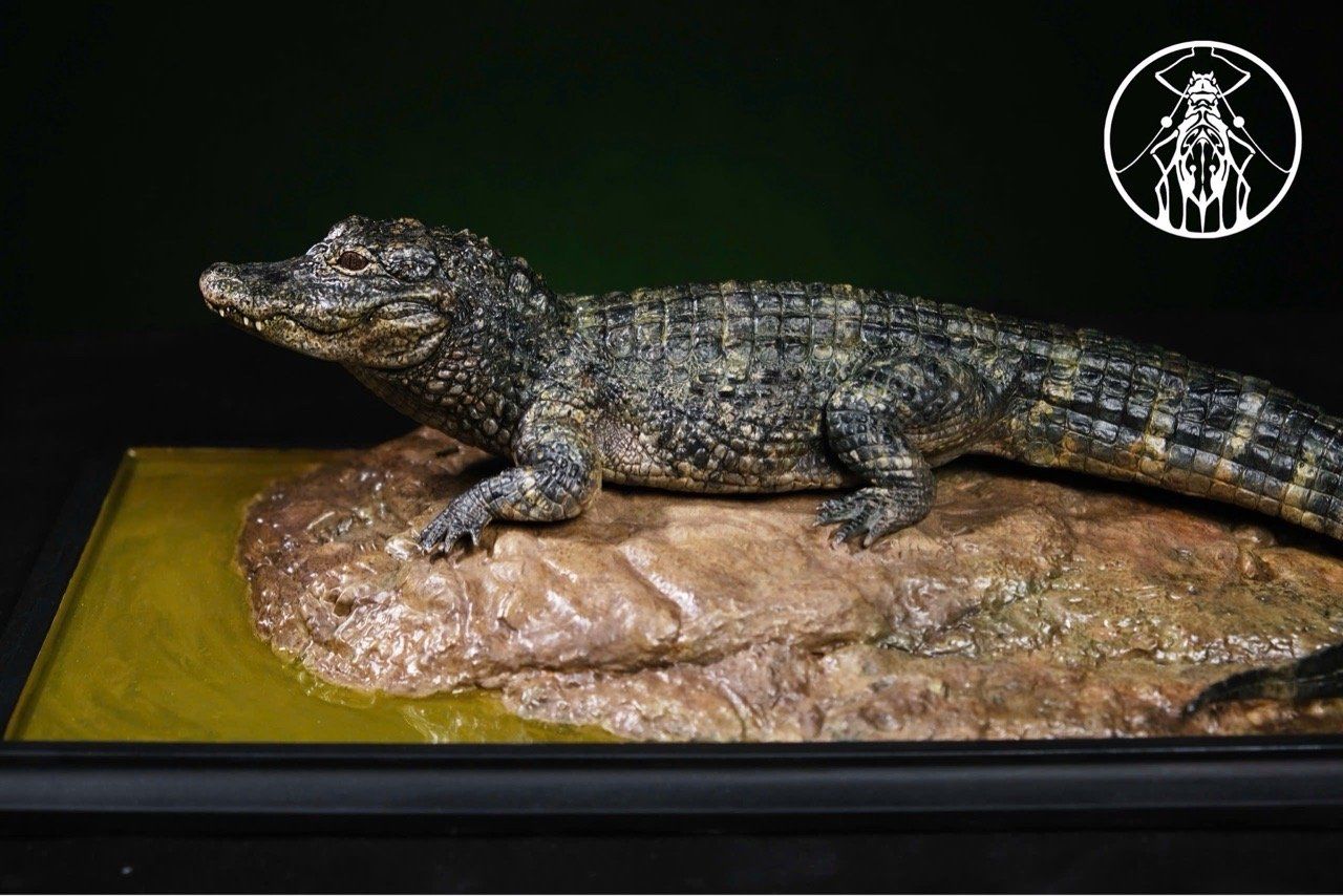  Mô hình tĩnh Cá sấu Caiman Aphid Studio | 𝐕𝐈𝐃𝐈𝐍𝐎.𝐕𝐍. 
