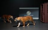  Mô hình hổ bengal, sumatra tỷ lệ 1/35 Tallrhino studio 