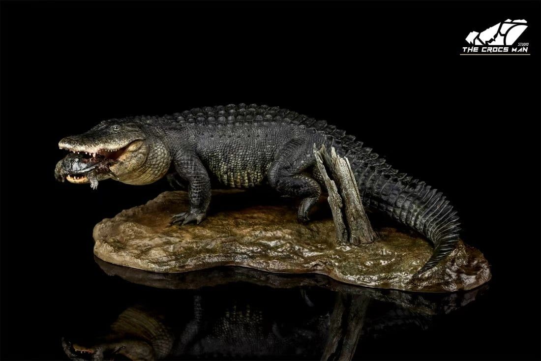  Mô hình cá sấu mỹ (American Alligator) The Crocs Man studio | .. 