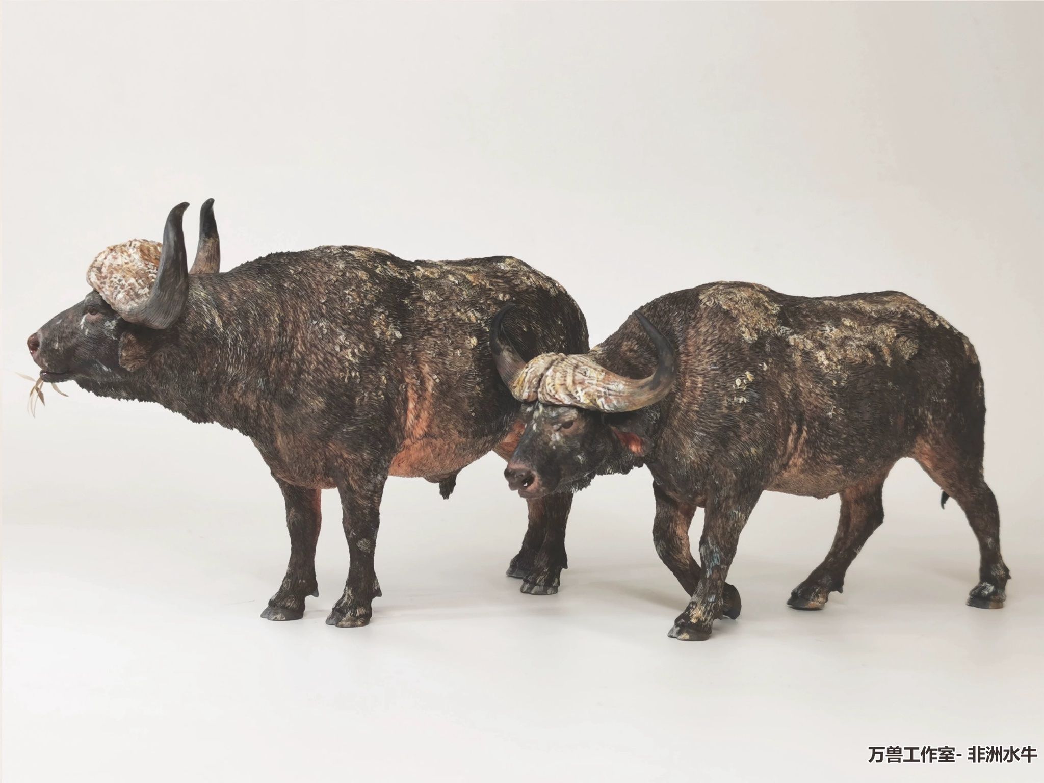  Mô hình Trâu rừng châu phi cape buffalo - Wanshou studio. 