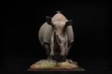  Mô hình động vật Tê giác trắng tỷ lệ 1/10 & 1/15 Declay studio. 